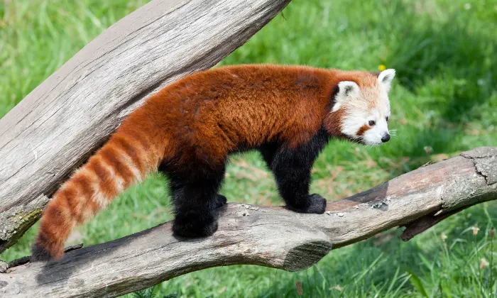 red panda names girl