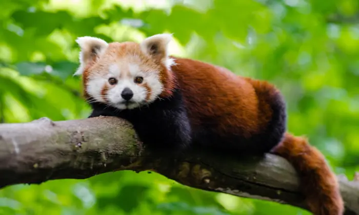 red panda names male