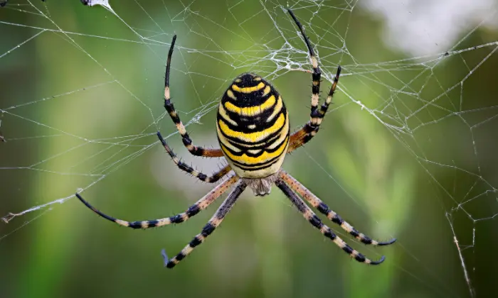 spider names