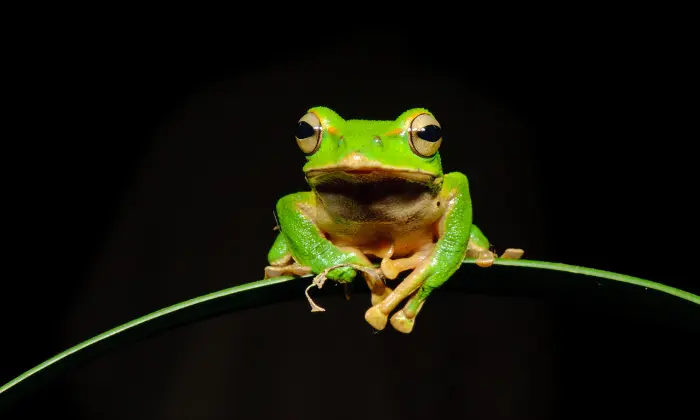 unique frog names