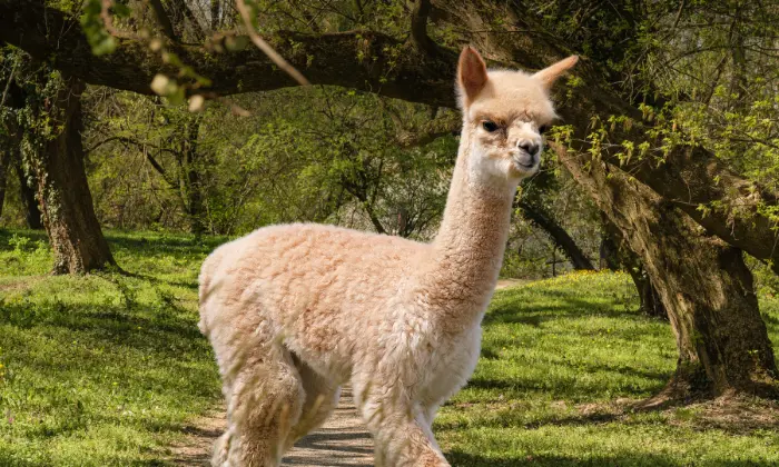 Alpaca Names