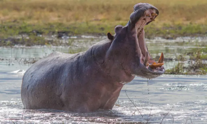 Hippopotamus Names