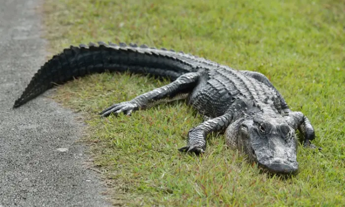 alligator names