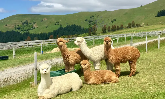 alpaca female name