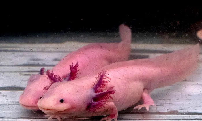 axolotl names girl