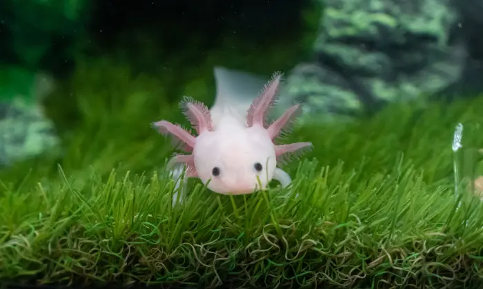 axolotl names