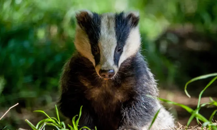 baby badger name