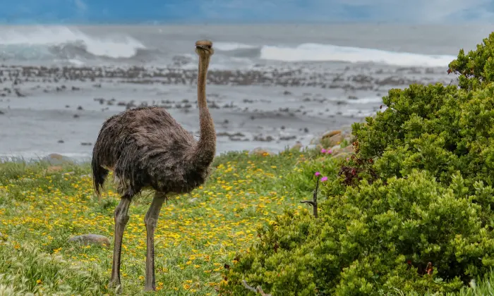 baby ostrich name