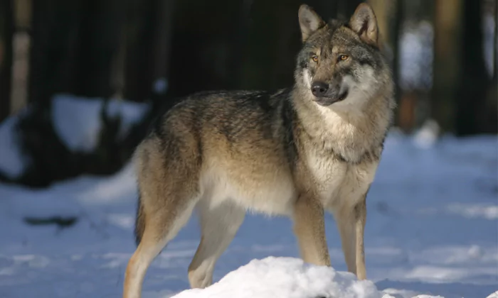 badass wolf names male