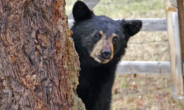 bear pun names