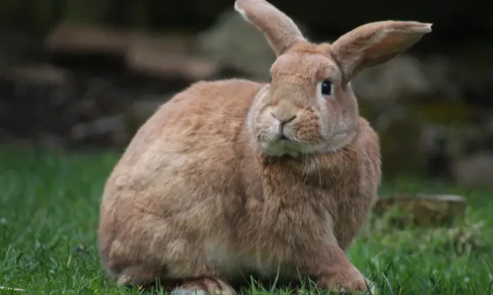 bunny names