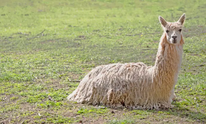 cute alpaca names