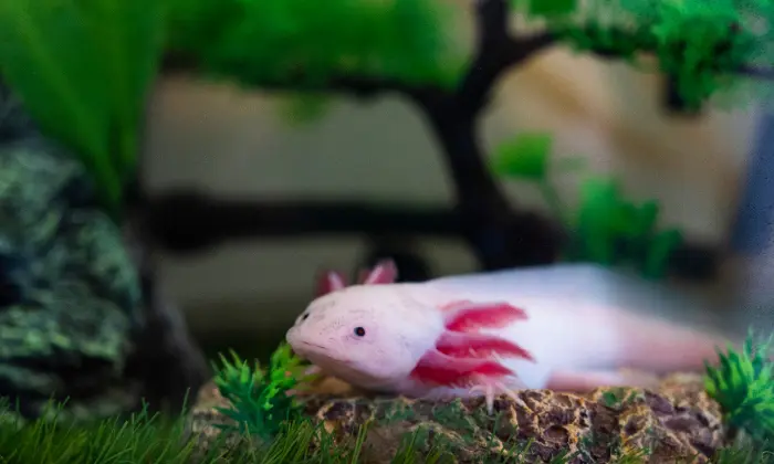 cute axolotl names