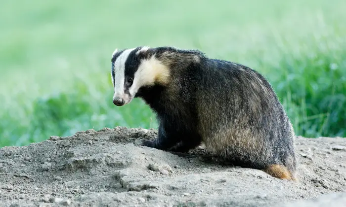 cute badger name