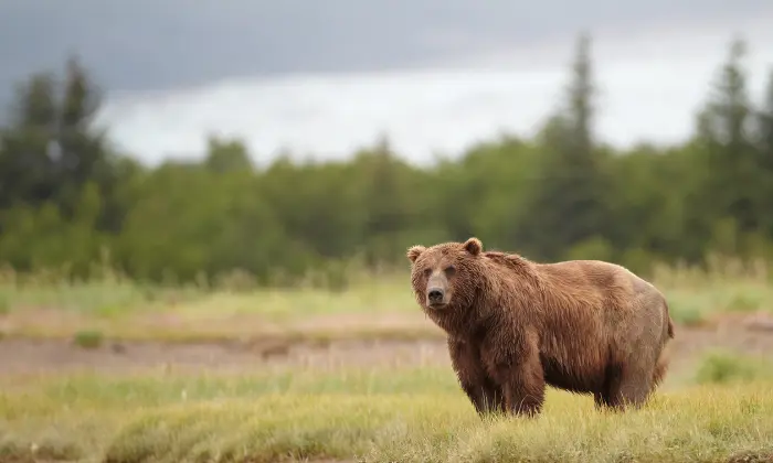 cute bear names