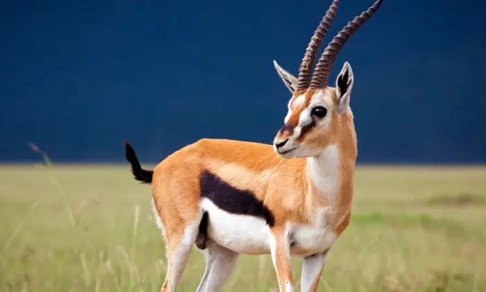 cute gazelle