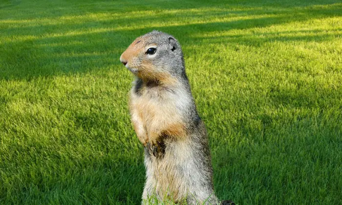 cute gopher