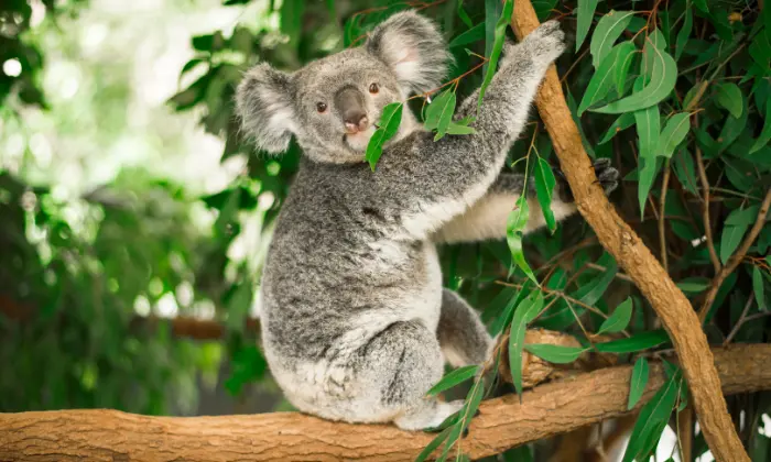 cute names for koalas