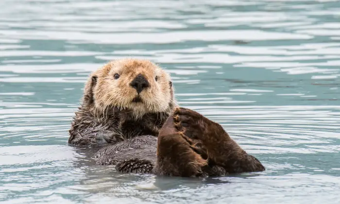 cute otter names