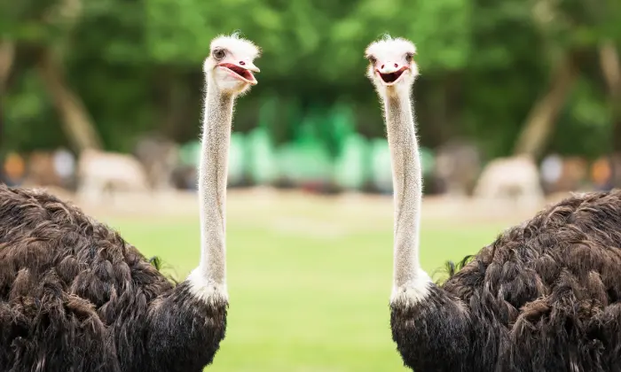 famous ostrich