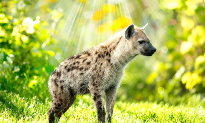 female hyena names