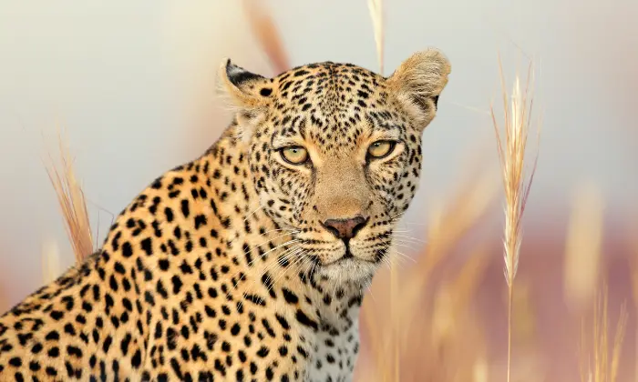 female leopard names