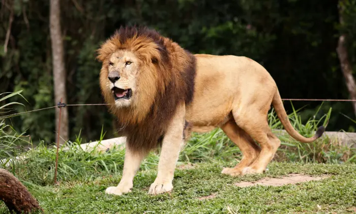 Top 350+ Lion Names: Unique, Powerful, And Mythical Ideas