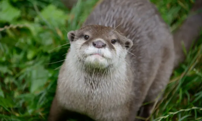 female otter names