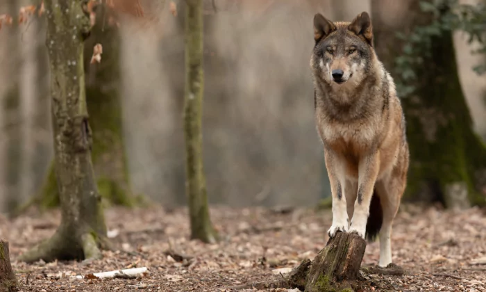 female wolf names