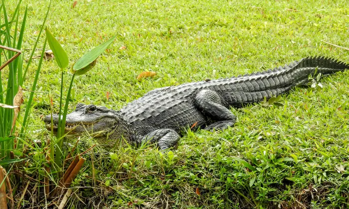 funny alligator names