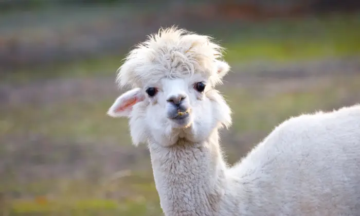 funny alpaca names