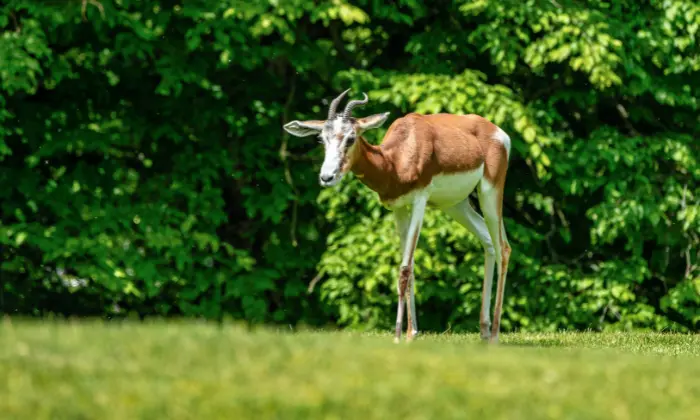 funny gazelle