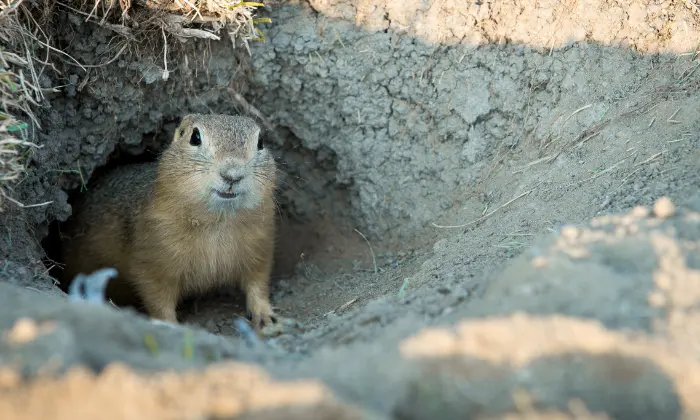 funny gopher names