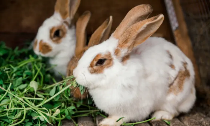 funny rabbit names