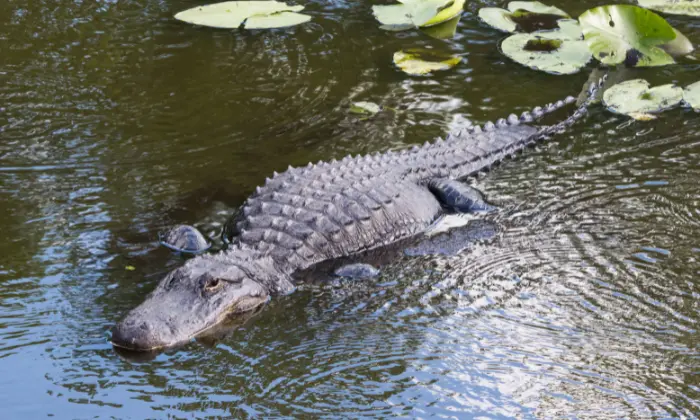 gator names