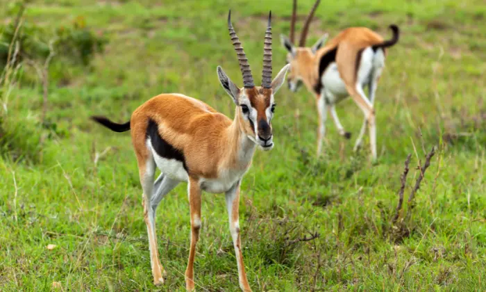 gazelle name meaning