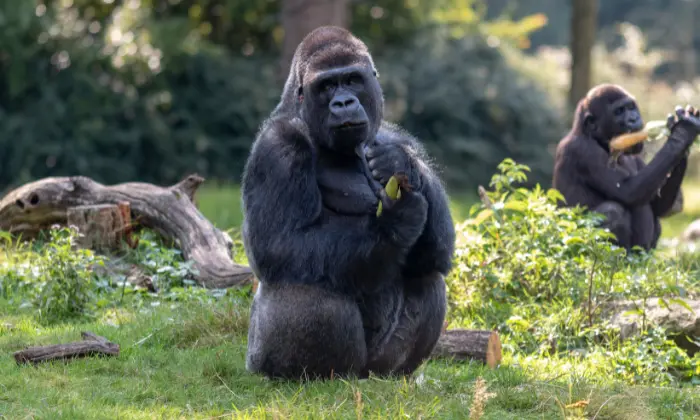 good gorilla names