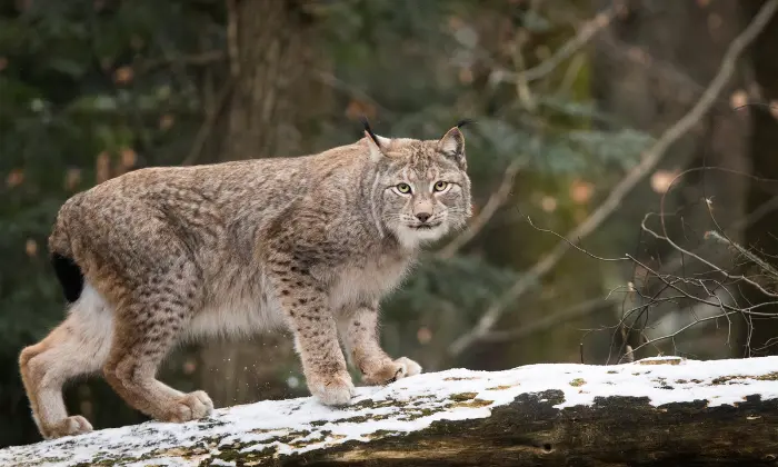 good lynx names