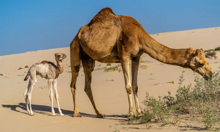 good names for camels