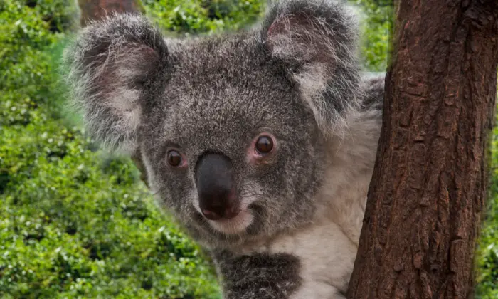 good names for koalas