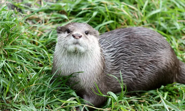 good otter names