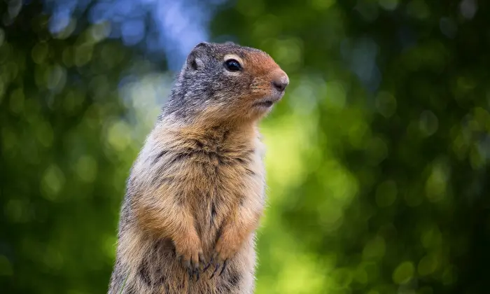 gopher names