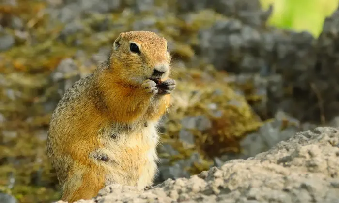 gopher nicknames