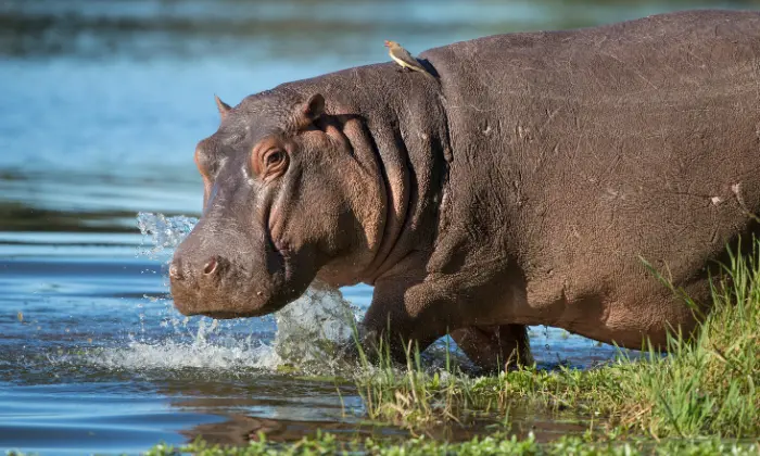 hippo names