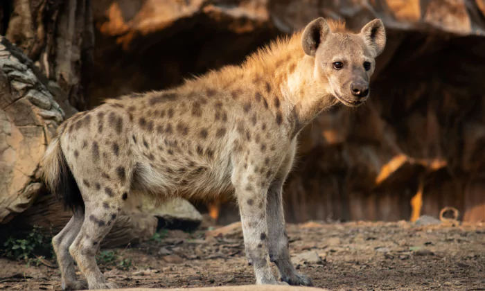 hyena names