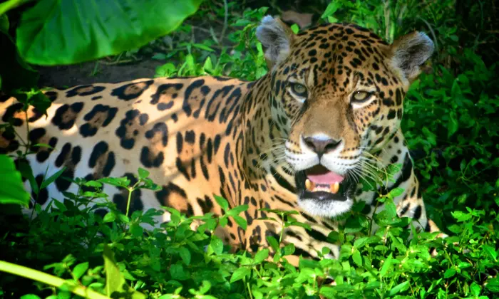 jaguar names male