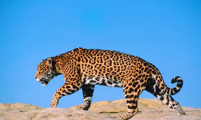 jaguar names