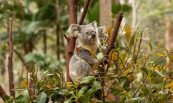 koala bear names