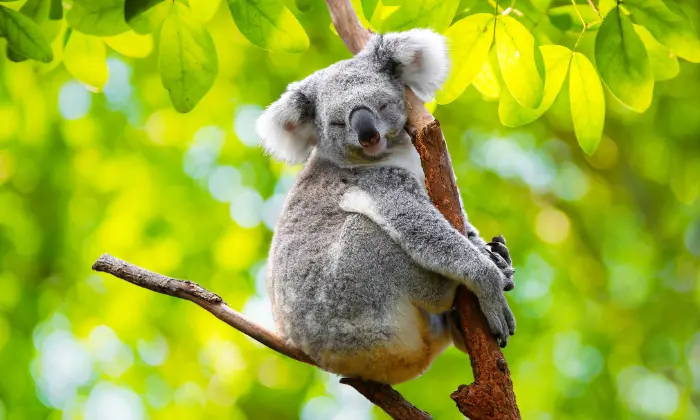 koala names