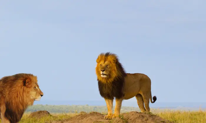 lion names male